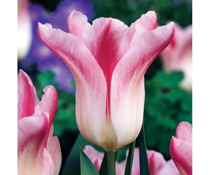 Tulipan liliokształtny Holland Chic® - zdjęcie