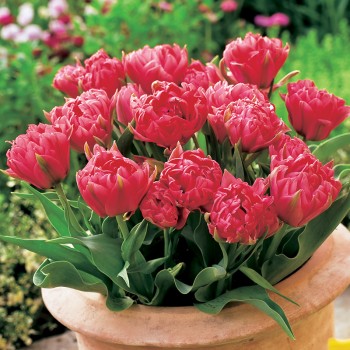 Tulipan Greiga Double Toronto®