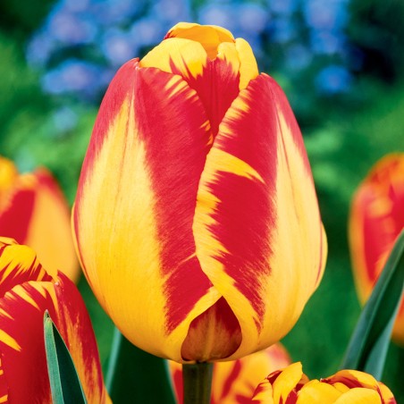 Tulipan Darwina Banja Luka