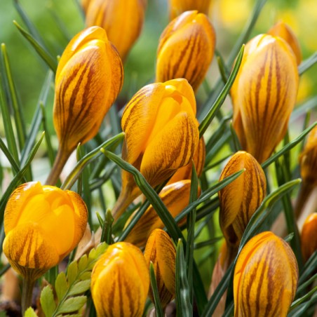 Krokus złocisty Dorothy