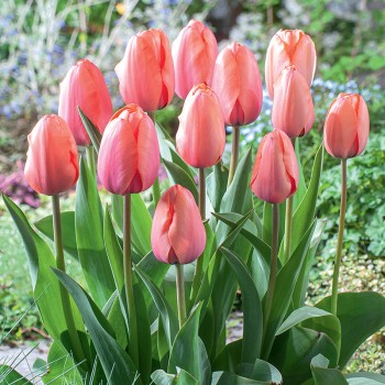 Tulipan Apricot Impression®