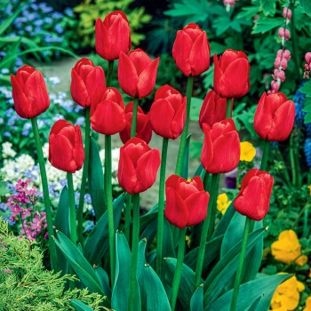 Tulipan Triumph Seadov