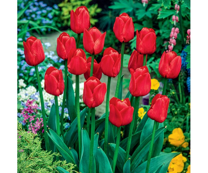 Tulipan Triumph Seadov - zdjęcie
