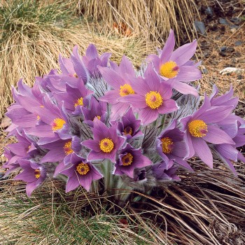 Sasanka fioletowa