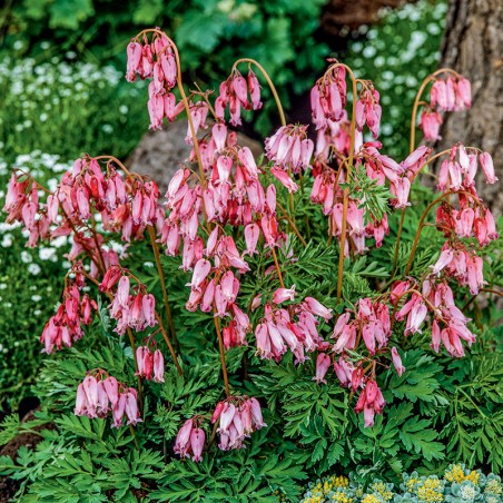 Serduszka wspaniałe