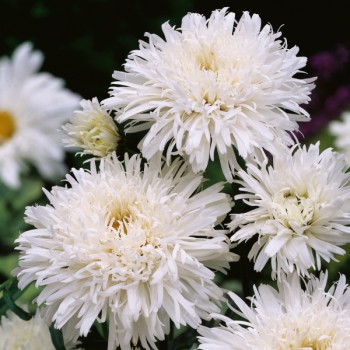 Złocień Crazy Daisy