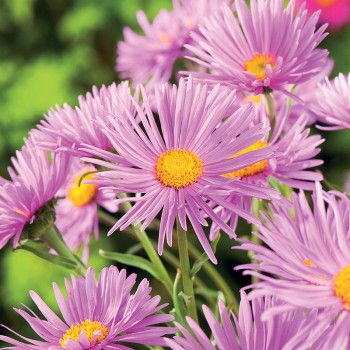 Aster alpejski Happy End