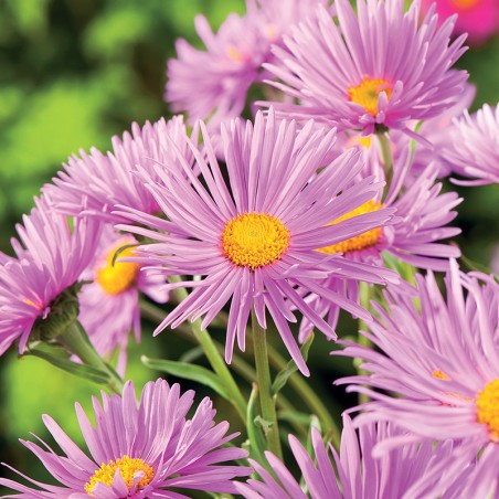 Aster alpejski Happy End