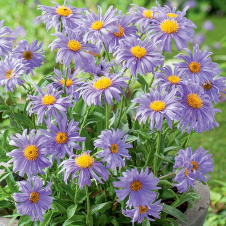 Aster alpejski Violet