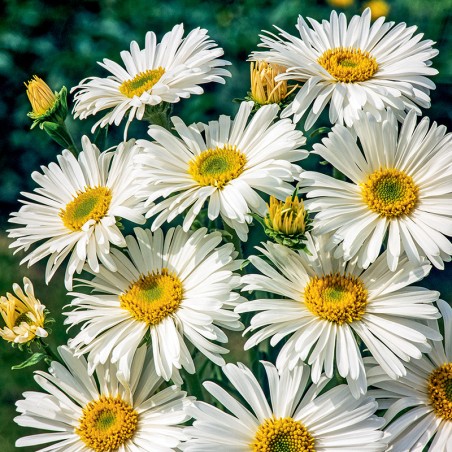 Aster alpejski White