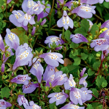Mazus rozłogowy