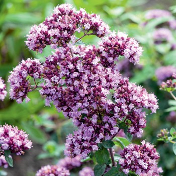 Lebiodka, Oregano
