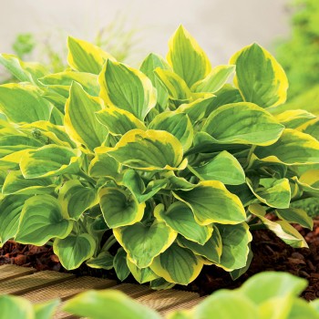 Hosta Golden Tiara