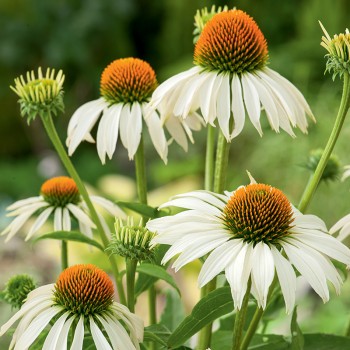 Jeżówka biała, Echinacea