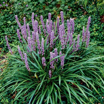 Liriope szafirkowata