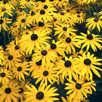 Rudbekia błyskotliwa Goldsturm