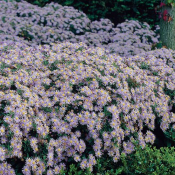 Aster żeniszkowaty Adustus Nanus