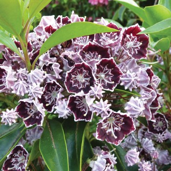 Kalmia Black Eye