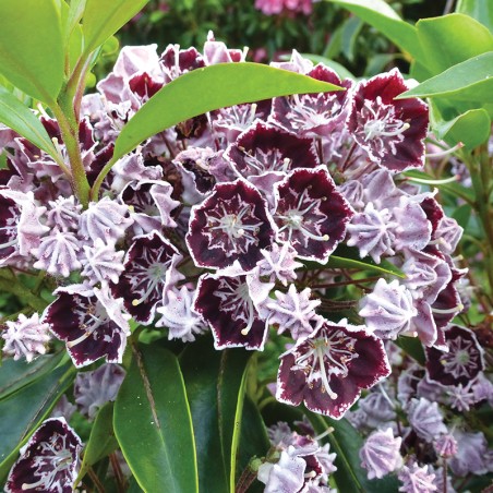 Kalmia Black Eye