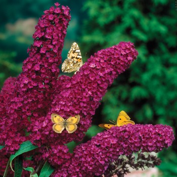 Budleja Royal Red