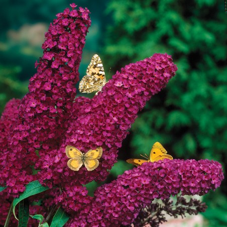 Budleja Royal Red