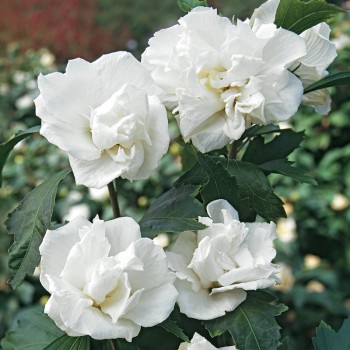 Hibiskus Admiral Dewey