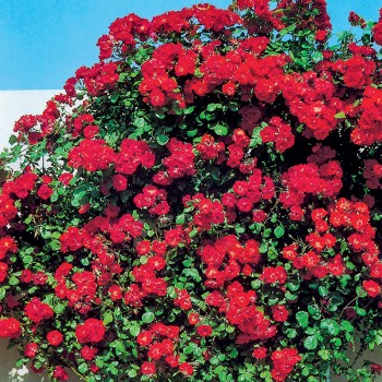 Róża pnąca Paul’s Scarlet Climber