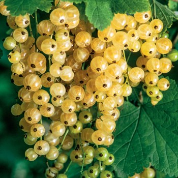 Porzeczka Biała z Jüterbog