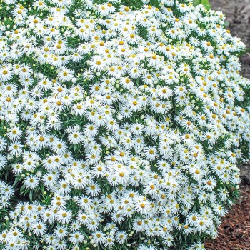 Aster krzaczasty biały