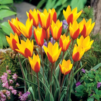 Tulipan botaniczny Cynthia