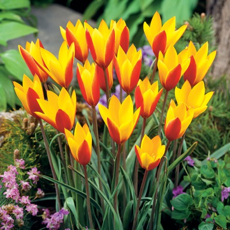 Tulipan botaniczny Cynthia