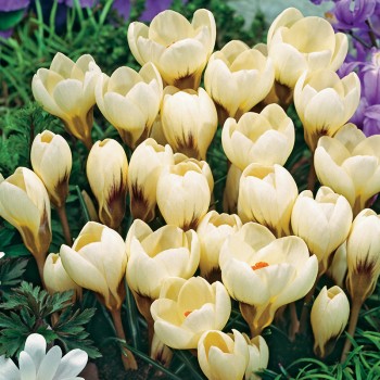 Krokus złocisty Cream Beauty