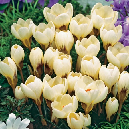 Krokus złocisty Cream Beauty