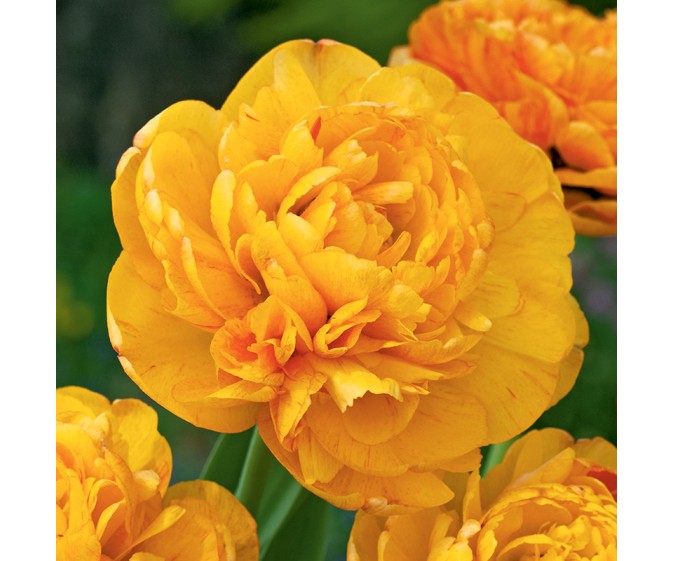 Tulipan pełny Sun Lover - zdjęcie