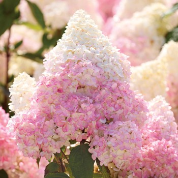 Hortensja bukietowa Magical Candle®