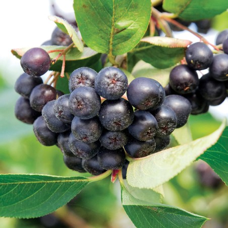 Aronia Galicjanka