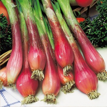 Cebula siedmiolatka Red Toga nasiona 1g