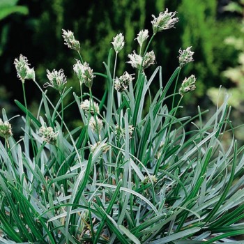 Sesleria