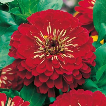 Cynia wytworna Scarlet Flame nasiona