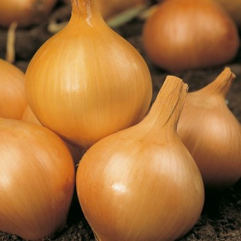 Cebula Wolska nasiona