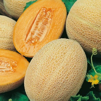 Melon Emir F1 nasiona 0,3g