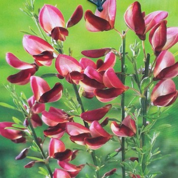 Żarnowiec miotlasty Windlesham Ruby