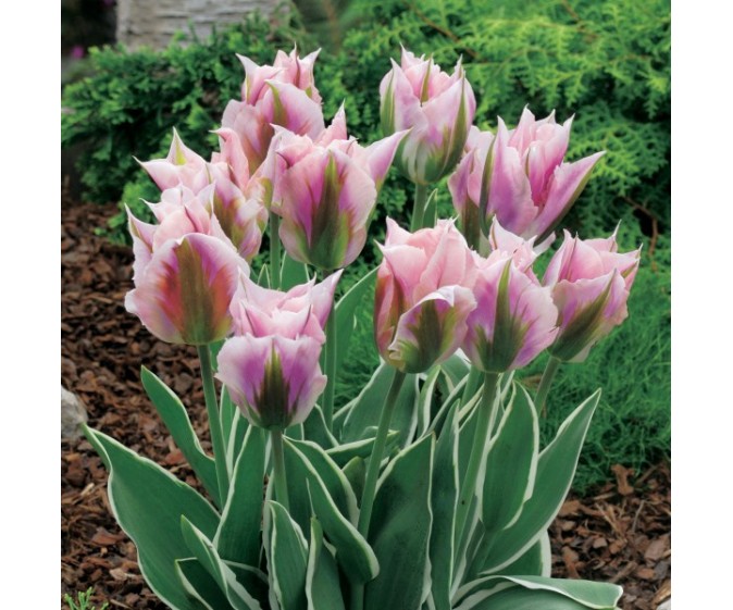 Tulipan viridiflora China Town - zdjęcie