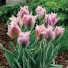Tulipan viridiflora China Town