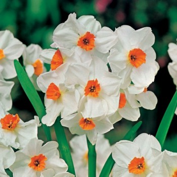 Narcyz Geranium 