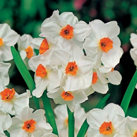 Narcyz Geranium 