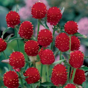 Gomfrena Strawberry Fields nasiona 0,2g