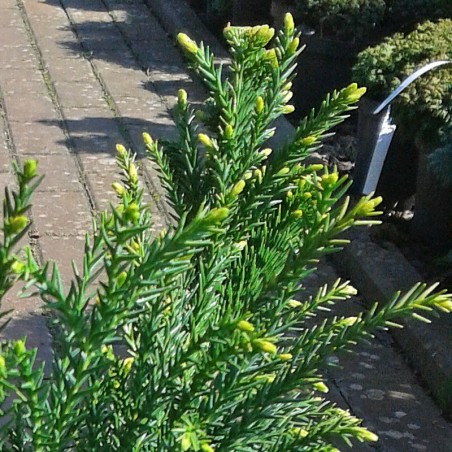 Szydlica japońska Cristata