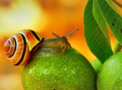 Środki ślimakobójcze