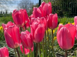 Tulipany